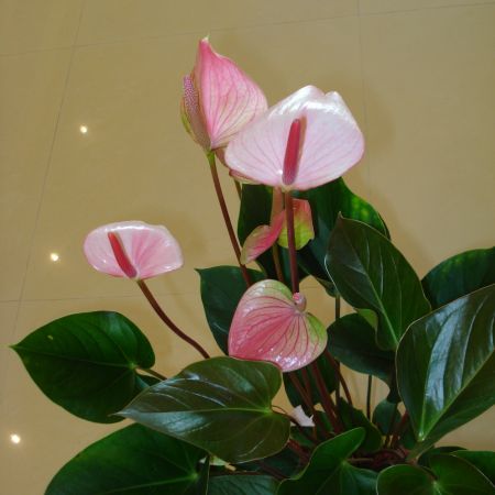Anthurium roz